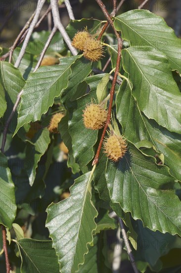American beech