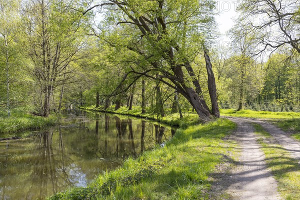 Path through meadows on the Black Elster