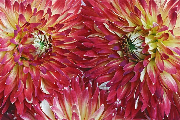 Dahlia
