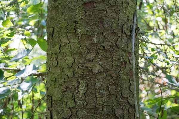 Brewer spruce