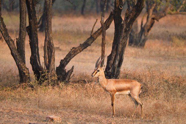 Young Indian bennetti gazelle or chinkara walking and grazing in the forest of Rathnambore National Park. Tourism elecogy environment background. Rajasthan