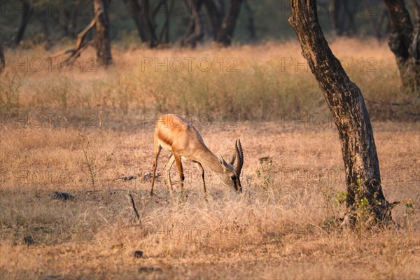 Young Indian bennetti gazelle or chinkara walking and grazing in the forest of Rathnambore National Park. Tourism elecogy environment background. Rajasthan