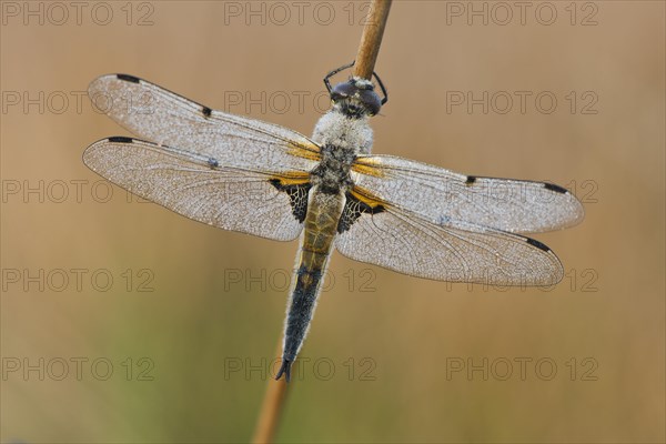 Four-spotted chaser