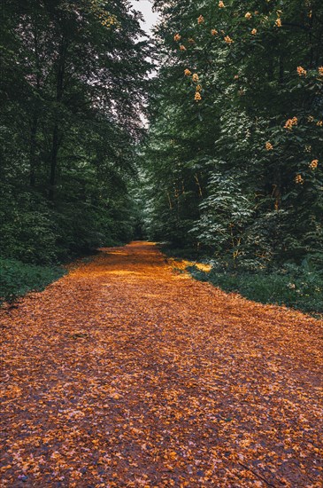 Hiking trail in the forest in the Deister near Hanover
