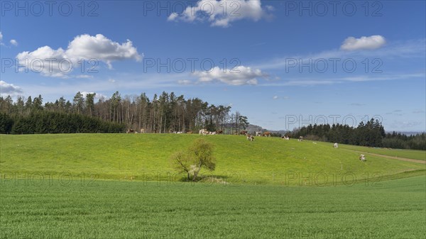 Rural idyll with green meadow