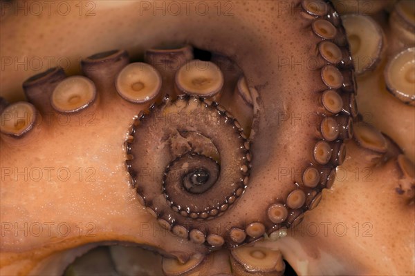 Cooked mexican four-eyed octopus