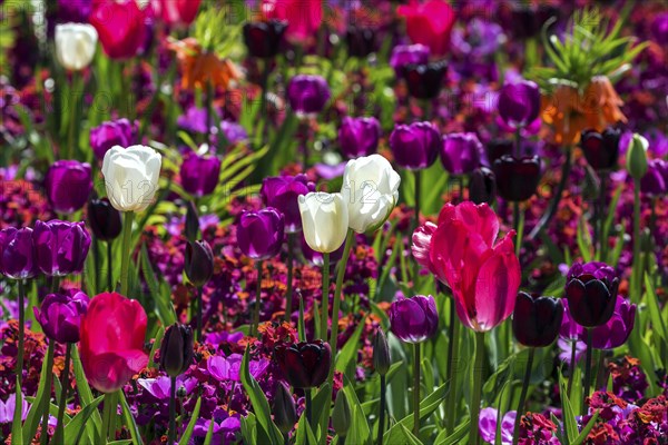 Flowering tulips