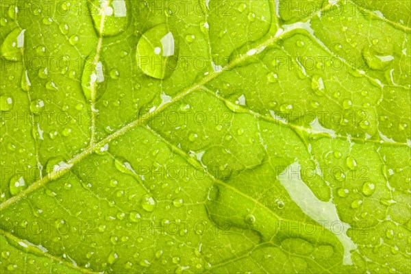 Green leaf with water droplets macro