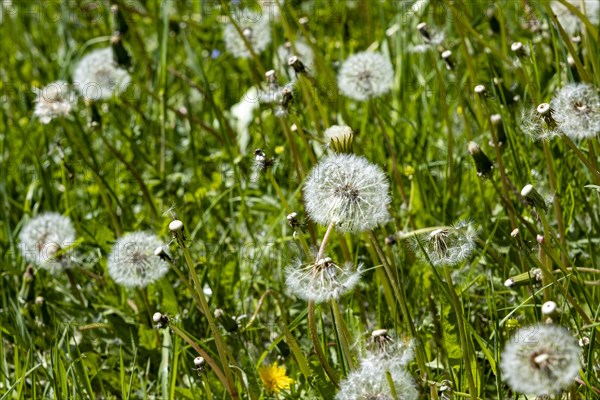 Meadow