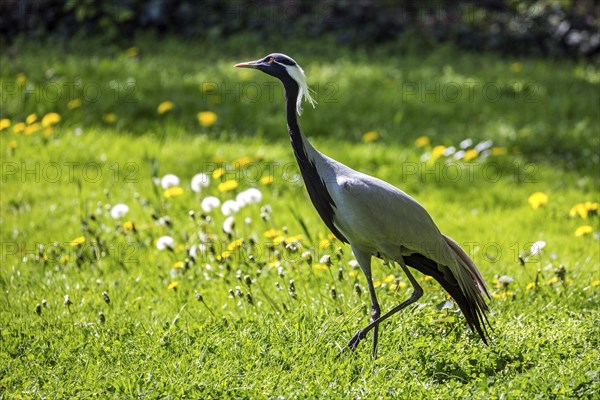 Demoiselle crane