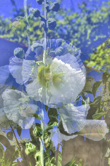 Flowers creative