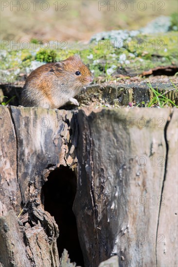 Bank vole