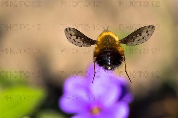 Spotted woolly hawk moth