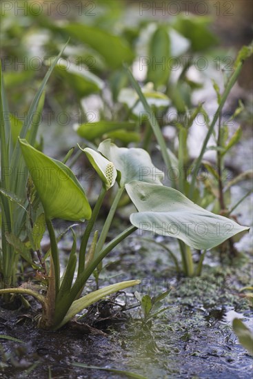 Bog arum