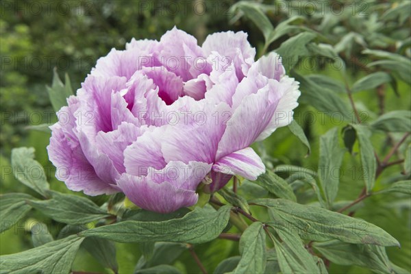 Tree peony