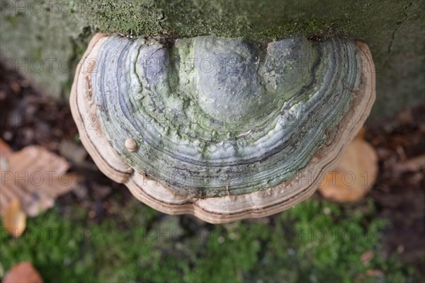 Tinder fungus