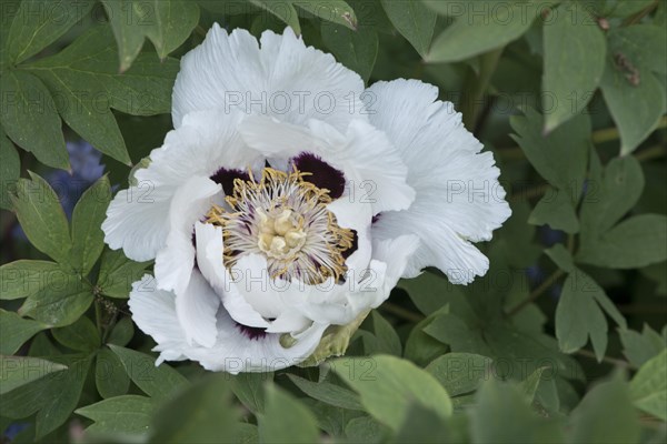 Tree peony