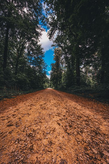 Hiking trail in the forest in the Deister near Hanover