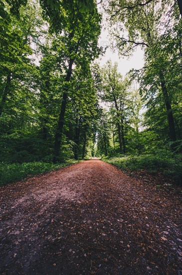Hiking trail in the forest in the Deister near Hanover
