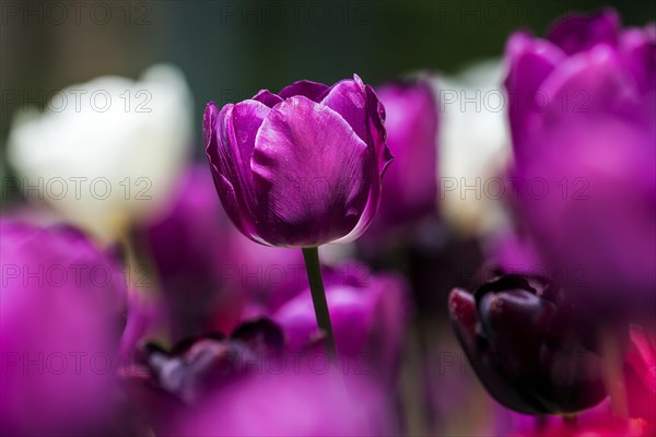 Flowering tulips