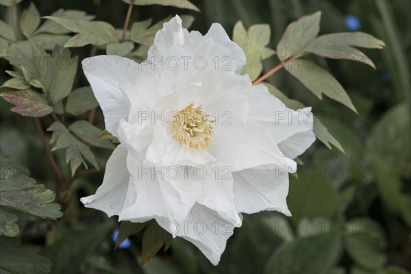 Tree peony
