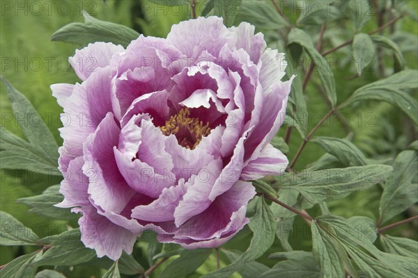 Tree peony