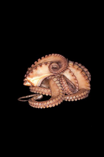 Cooked mexican four-eyed octopus