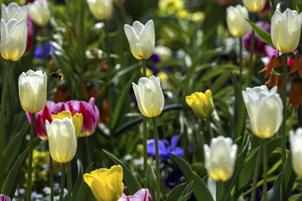 Flowering tulips