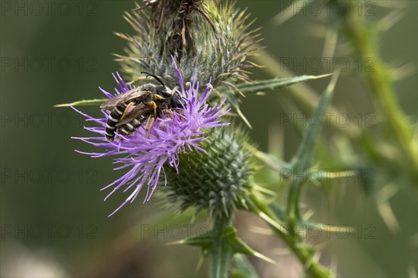 White-banded six-banded furrow bee