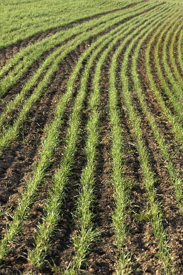 Sprouting winter wheat