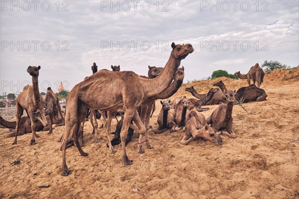 Camels at Pushkar Mela Pushkar Camel Fair famous tourist attraction in Pushkar