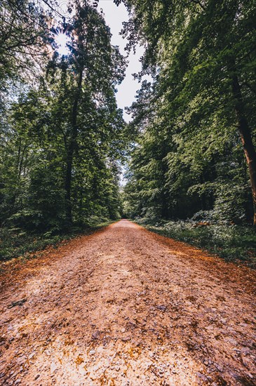 Hiking trail in the forest in the Deister near Hanover