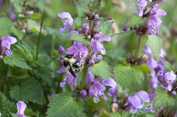 Shrill carder bee