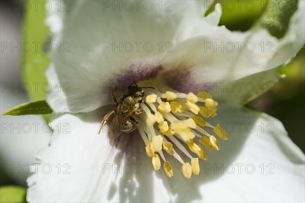 Golden shining furrow bee