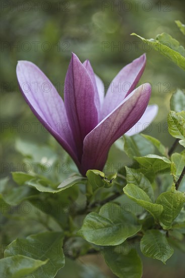 Magnolia blossom