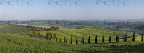 Typical vineyard