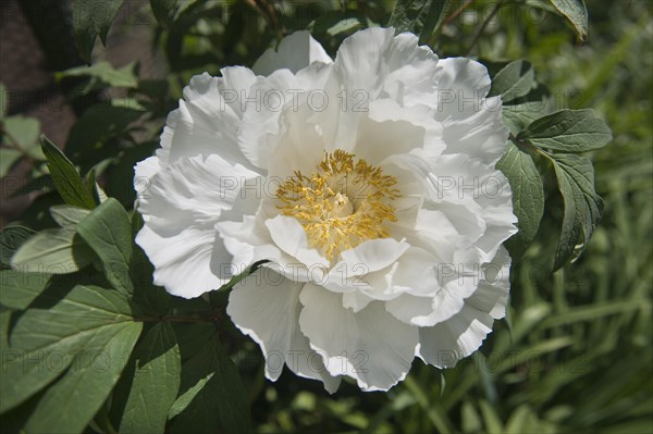 Tree peony