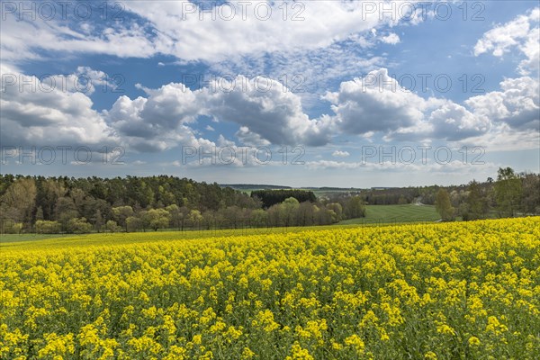 Rape field in spring landscape with cloudy sky