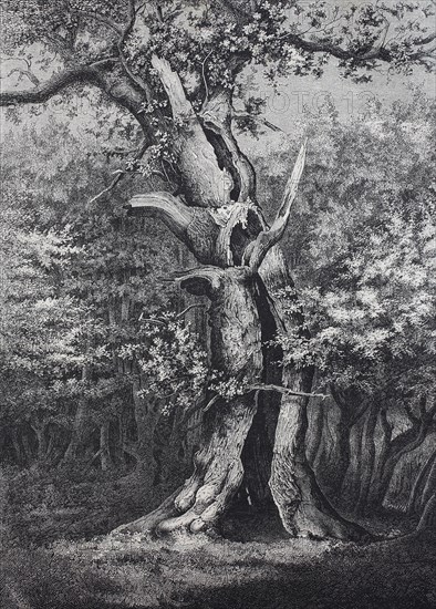 Holm oak in the Hasbruck