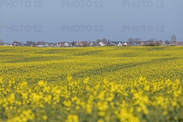 Rape field in front of Maasholm