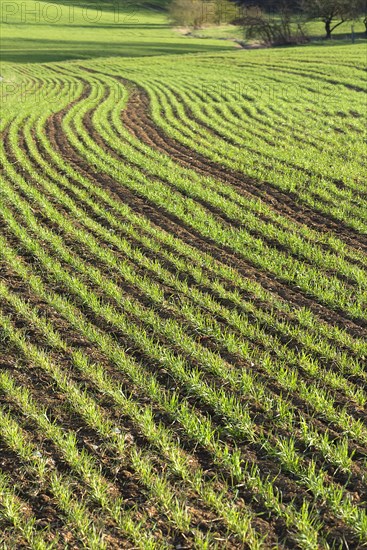 Sprouting winter wheat
