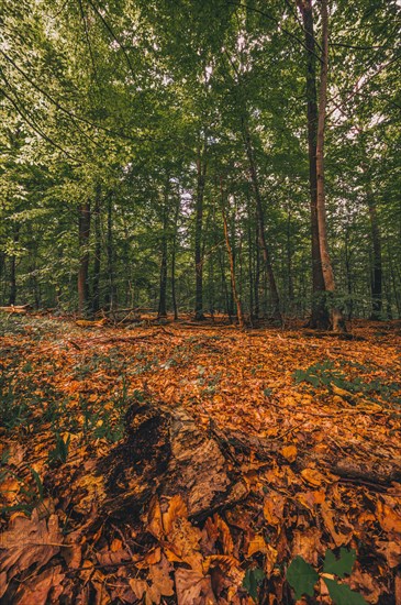 Leaves on the forest floor in the Deister forest near Hanover