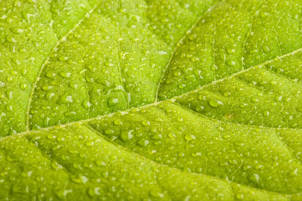 Green leaf with water droplets macro
