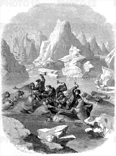 Boat being attacked by walruses