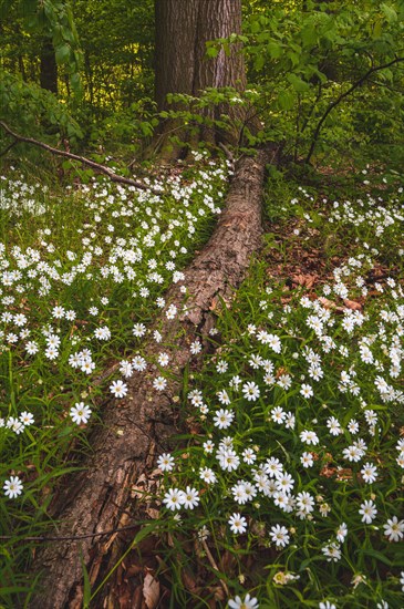 Greater greater stitchwort