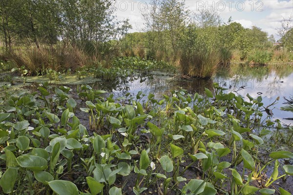 Bog arum