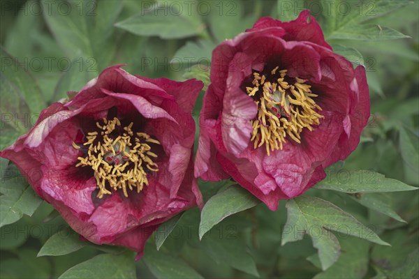 Bush peony