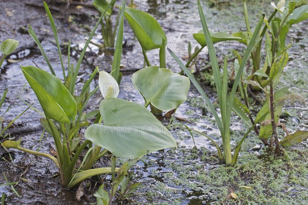 Bog arum