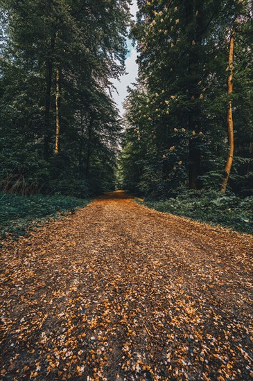 Hiking trail in the forest in the Deister near Hanover