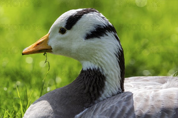 Bar-headed goose